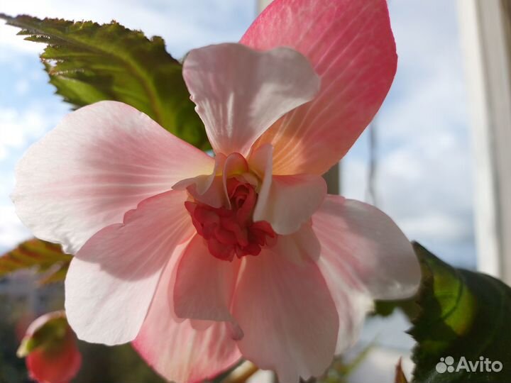 Бегония клубневая