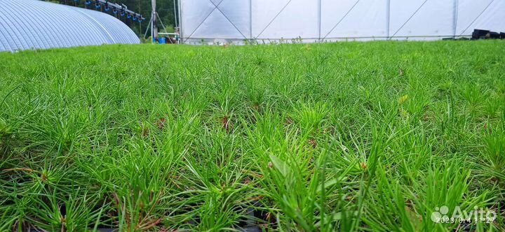 Сеянцы сосны обыкновенной зкс и окс