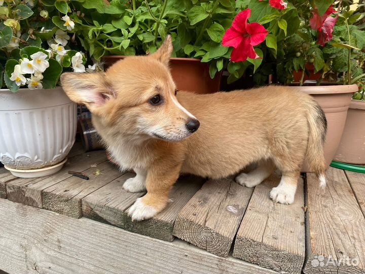 Девочка корги