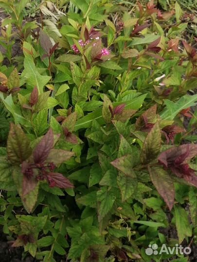 Спирея Антони Ватерер