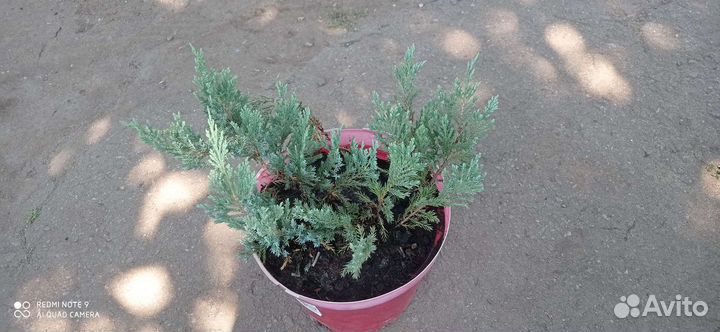 Можжевельник голубой Блю Чип