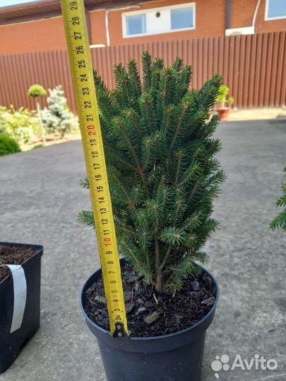 Ели Кобра, Рыдал, Пендула, Пенд. Брунс, Зе Блюз