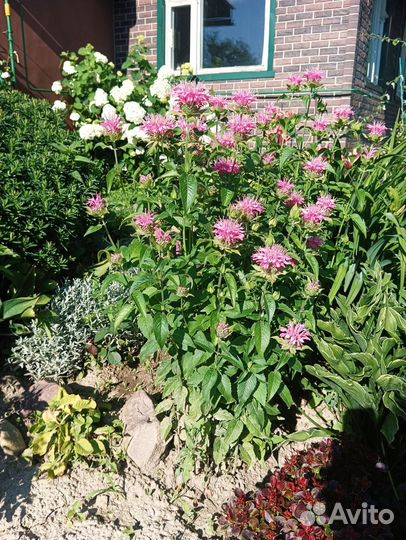 Монарда бергамот