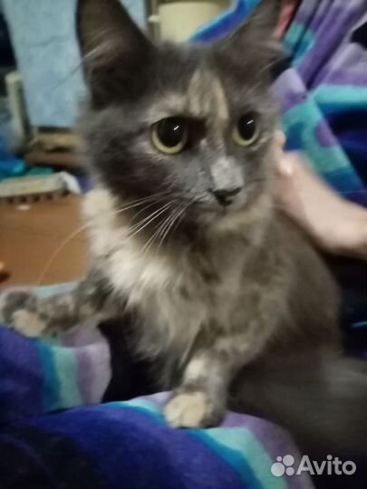 Кошка
