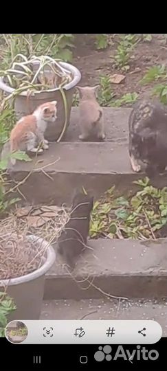 Котята в добрые руки бесплатно