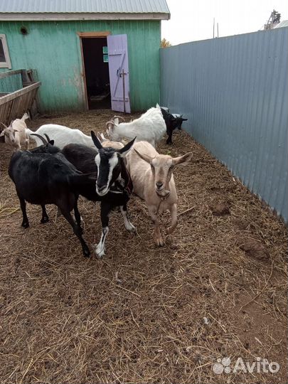 Продам коз зааненской и алпийской породы
