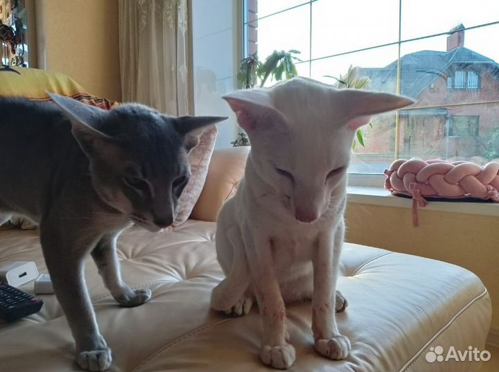 Котенок