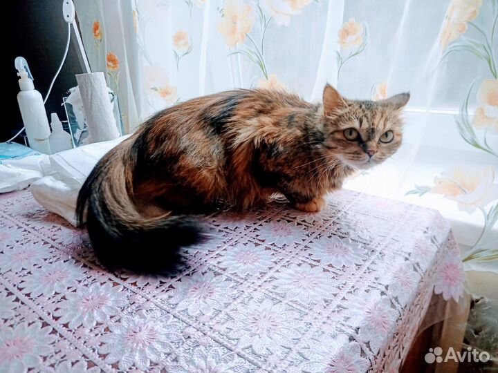 Дези- это кошка