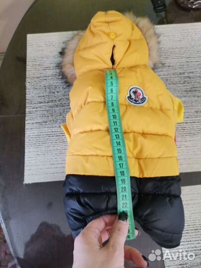 Одежда для собачки чихуахуа