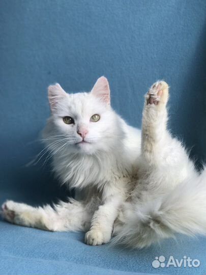 Белый кот в дар