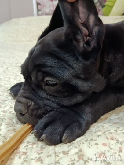 Щенки кане корсо