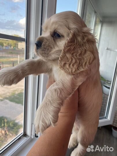 Кокер спаниель Американский