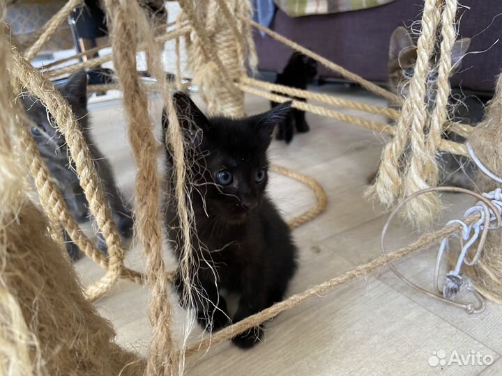 Черный котенок в добрые руки