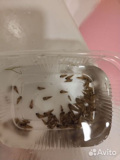 Улитки мелании