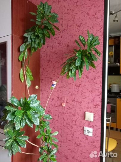 Кротон голд даст