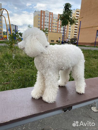 Пудель вязка