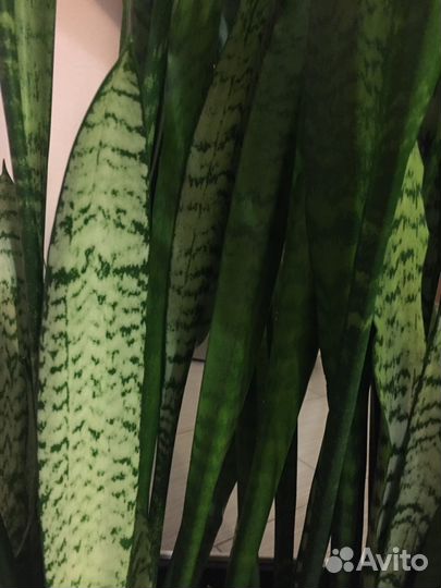 Цветок Сансевиерия (тёщин язык или щучий хвост)