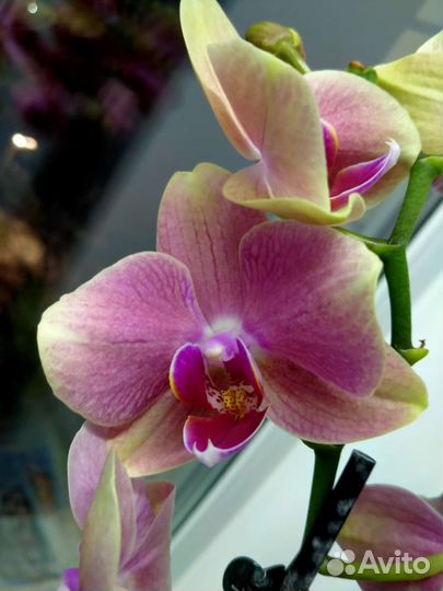 Орхидея фаленопсис Пират Пикоти