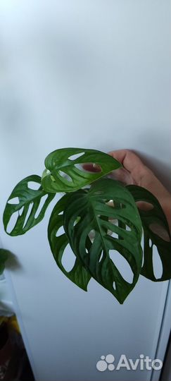 Монстера манки маск