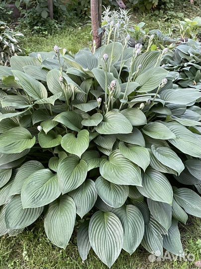 Взрослые кусты хост