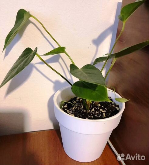 Антуриум Красный, Педилантус, Монстера