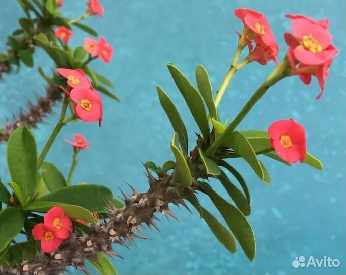 Молочай Миля - 