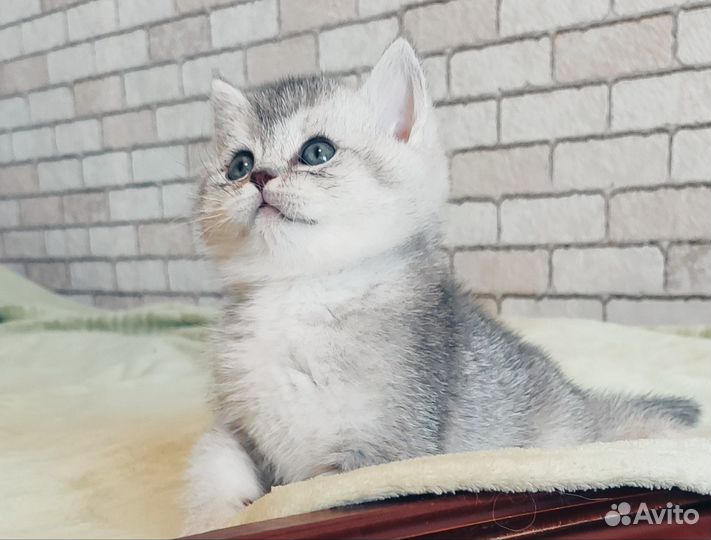 Шотландские котята