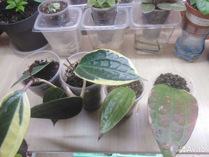 Хойя макрофилла