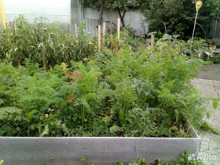 Кустист прибор для всхожести семян