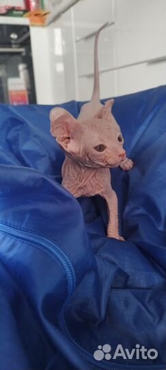Котята сфинкс
