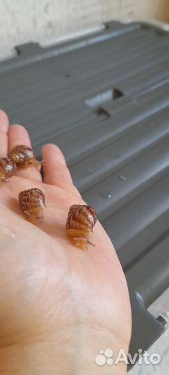 Ахатинские улитки