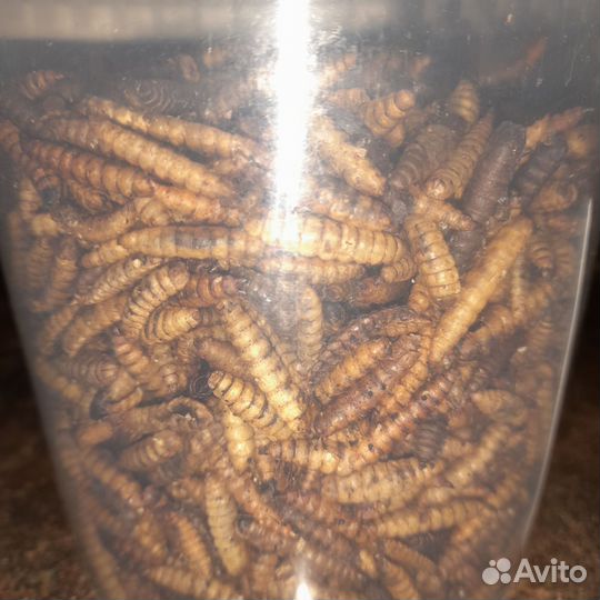 Личинки черной львинки сушёные