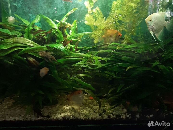 Растения для аквариума