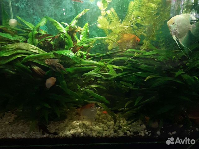 Растения для аквариума