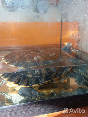 Красноухая черепаха бесплатно с аквариумом объявление продам