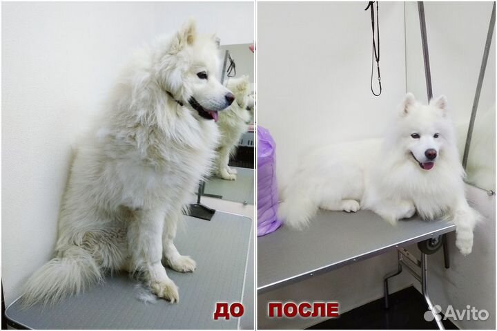 Стрижка собак