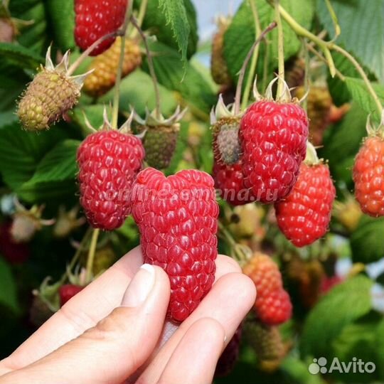 Саженцы малины Опт