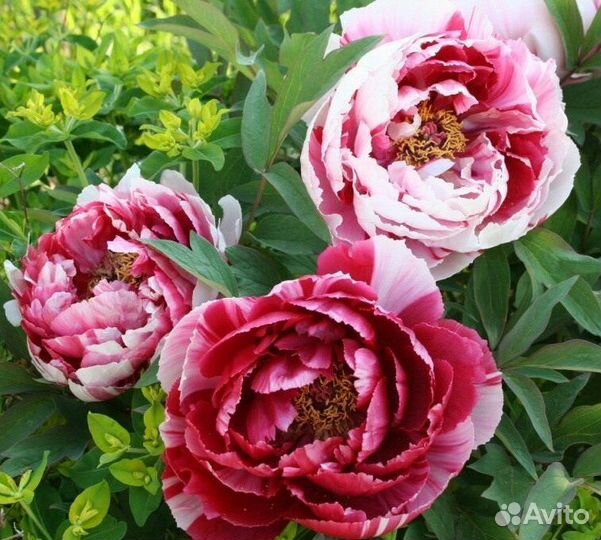 Пионы сортовые гибрид две сестры