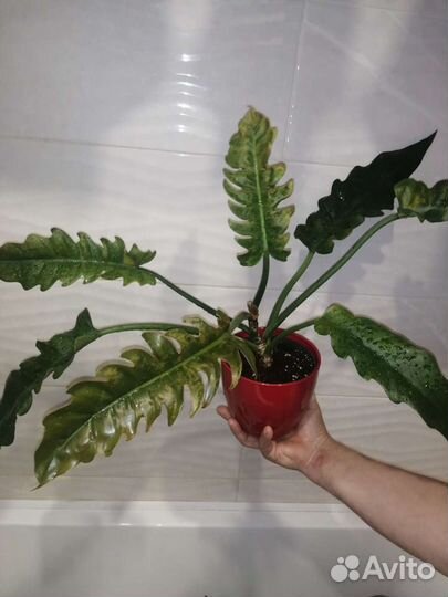 Филодендрон Narrow Escape