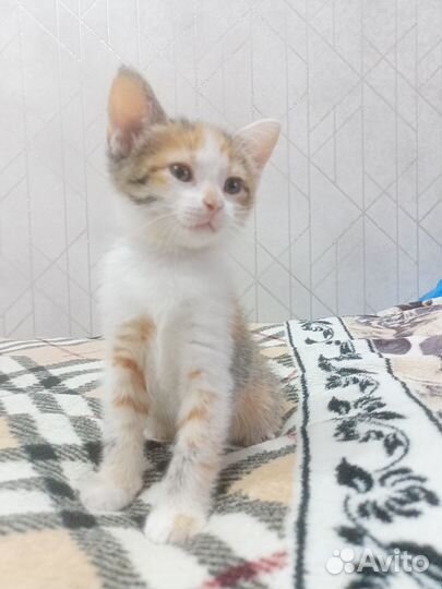 Кошечки в добрые руки