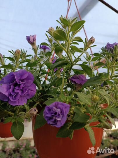 Предлагаю рассаду вегетативной ампельной петунии