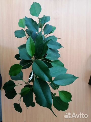 Фикус бенджамина Даниэль
