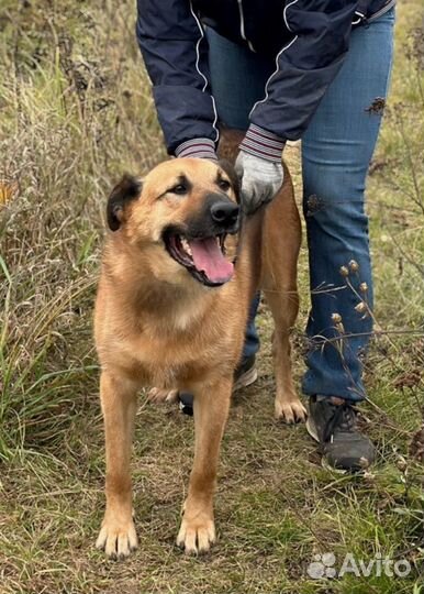 Рыжий красавчик Рон ищет дом