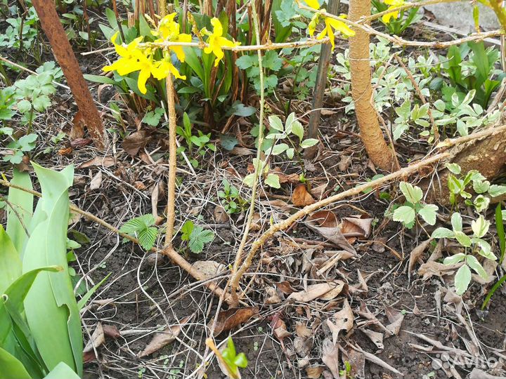 Форзиция, куст, весеннее цветение