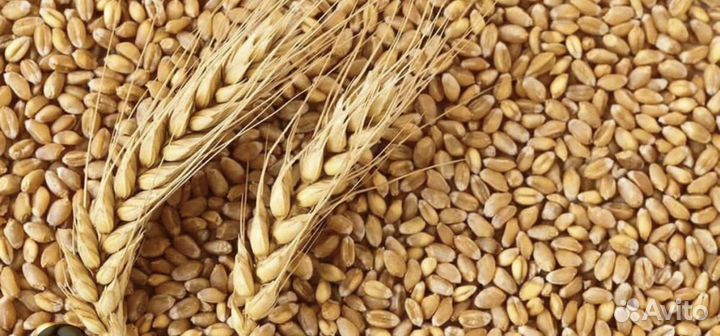 Продажа зерна и дробленки