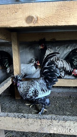 Петух Павловская порода