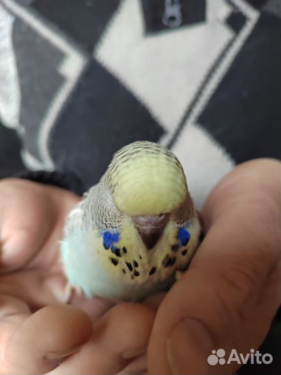 Птенцы ввп чехи