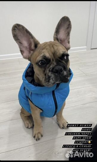 Французский бульдог