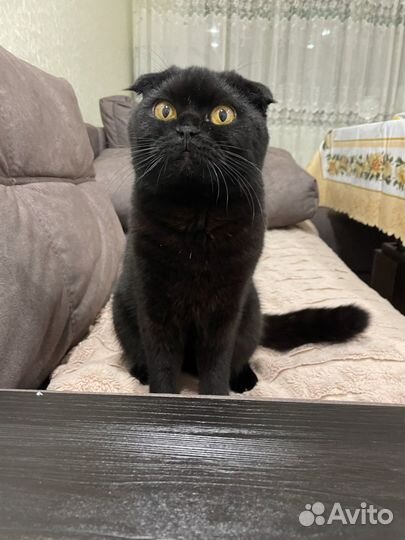 Отдам шотландскую кошку