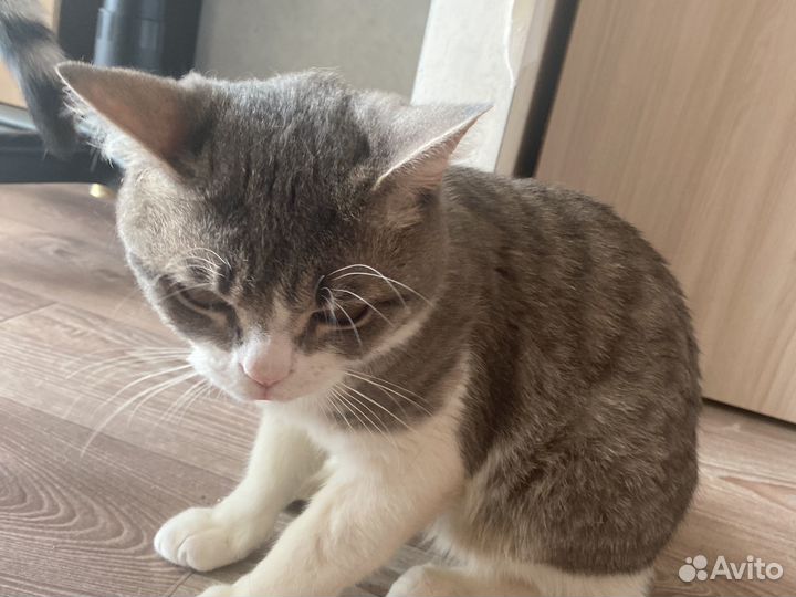 Кошка в дар